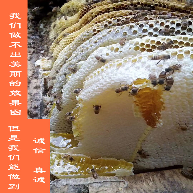 蜂蜜纯正天然农家自产野生纯正土蜂蜜包邮正宗蜂蜜500克包邮在类目 传统滋补营养品, 蜂蜜中 - 来自Buy2taobao.com提供专业的淘宝代购服务