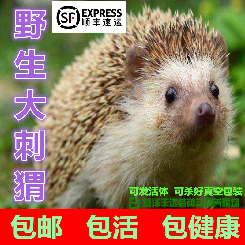 药用大刺猬肉土刺猬活体食医肉用刺猬皮骨心胆刺油胃病药引子野味在类目 宠物/宠物食品及用品, 其它宠物, 其它宠物中 - 来自Buy2taobao.com提供专业的淘宝代购服务