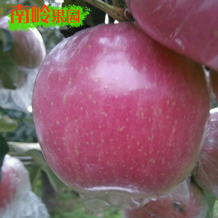 新鮮蘋果水果紅富士不打蠟帶皮吃山東特産日照10斤包郵孕婦水果在類目 水產肉類/新鮮蔬果/熟食, 新鮮水果, 蘋果中 - 來自Buy2taobao.com提供專業的淘寶代購服務