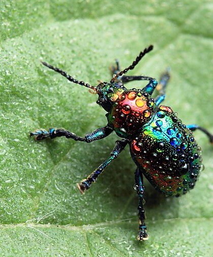 Rainbow Leaf beetle Colorful insect Leaf beetle living thing insect living thing Strange Petsin the Pet/Pet food and supplies , Reptile/Insects and supplies Ming , Spider category - from Buy2taobao.com to provide professional Taobao agent buy service