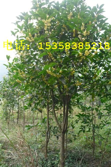 庭院别墅绿化高档品种苗木 桂花树苗基地 ☆金桂花大树苗☆可盆栽在类目 鲜花速递/花卉仿真/绿植园艺, 花园植物/行道树/果树, 观叶 /花灌木中 - 来自Buy2taobao.com提供专业的淘宝代购服务
