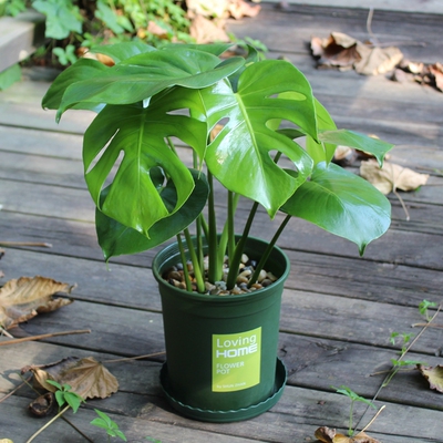 龟背竹盆栽大叶植物室内客厅吸甲醛净化空气四季常青水培绿植花卉