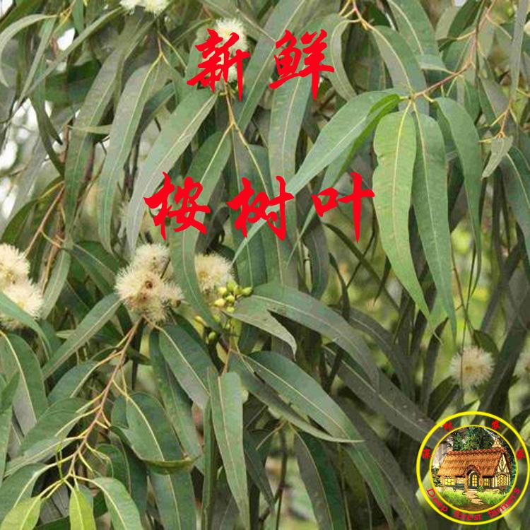 新鮮現摘桉樹葉蜜袋鼯食物500g包郵 桉樹葉滿兩斤送桉樹枝磨牙棒在類目 水產肉類/新鮮蔬果/熟食, 新鮮蔬菜/蔬菜製品, 新鮮蔬菜, 其它中 - 來自Buy2taobao.com提供專業的淘寶代購服務