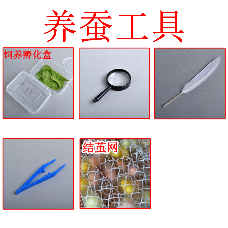 养蚕专用工具蚕宝宝饲养套装工具盒镊子羽毛放大镜孵化盒结茧网在类目 宠物/宠物食品及用品, 爬虫/鸣虫及其用品, 爬虫/鸣虫用具中 - 来自Buy2taobao.com提供专业的淘宝代购服务