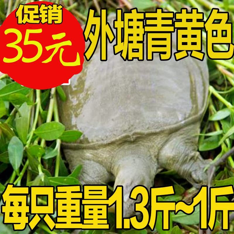 【1斤外塘青黄色】甲鱼活体免邮乌龟老鳖苗王八水鱼团鱼野外生在类目 宠物/宠物食品及用品, 水族世界, 龟/鳖中 - 来自Buy2taobao.com提供专业的淘宝代购服务