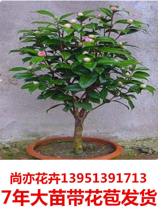 亏本茶花苗7年大苗四季名贵茶花树苗室内盆栽茶花当年开花带花苞在类目 鲜花速递/花卉仿真/绿植园艺, 花卉/绿植盆栽(新), 花卉中 - 来自Buy2taobao.com提供专业的淘宝代购服务