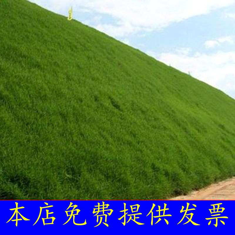 草籽护坡固土护坡草种子绿化草坪种子四季青耐旱抗热护坡王草种|msdalam kategori keluarga/Alat Pembersihan peribadi, kerja-kerja rumah/Floor peralatan pembersihan, pad penyental - dari Buy2taobao.com untuk memberikan perkhidmatan ejen Taobao profesional membeli