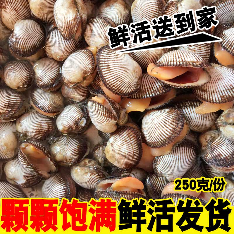 海鲜水产贝类鲜活毛蛤新鲜蛤蜊大毛蛤野生贝类血蛤大毛蚶海毛蛤在类目 水产肉类/新鲜蔬果/熟食, 海鲜/水产品/制品, 贝类, 贝类制品中 - 来自Buy2taobao.com提供专业的淘宝代购服务