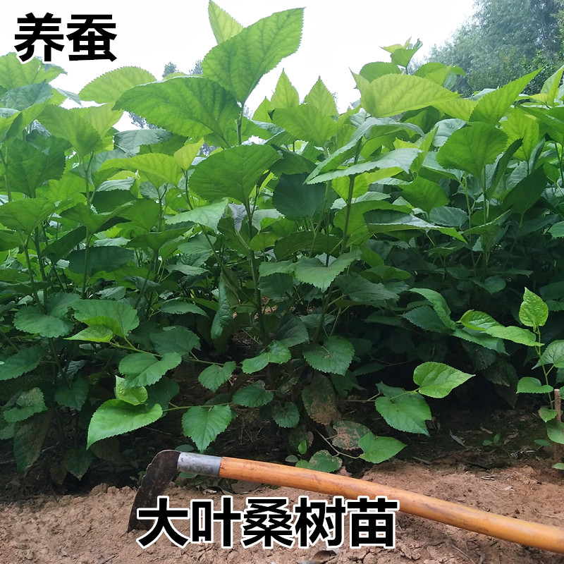Mulberry saplings Mulberry saplings Potted plant grafting edible Mulberry Big leaf Four seasons Sericulture South North plantin the Flower delivery/Flowers simulation/Plants gardening , Garden Plants/Trees/Fruit tree, Fruit tree category - from Buy2taobao.com to provide professional Taobao agent buy service