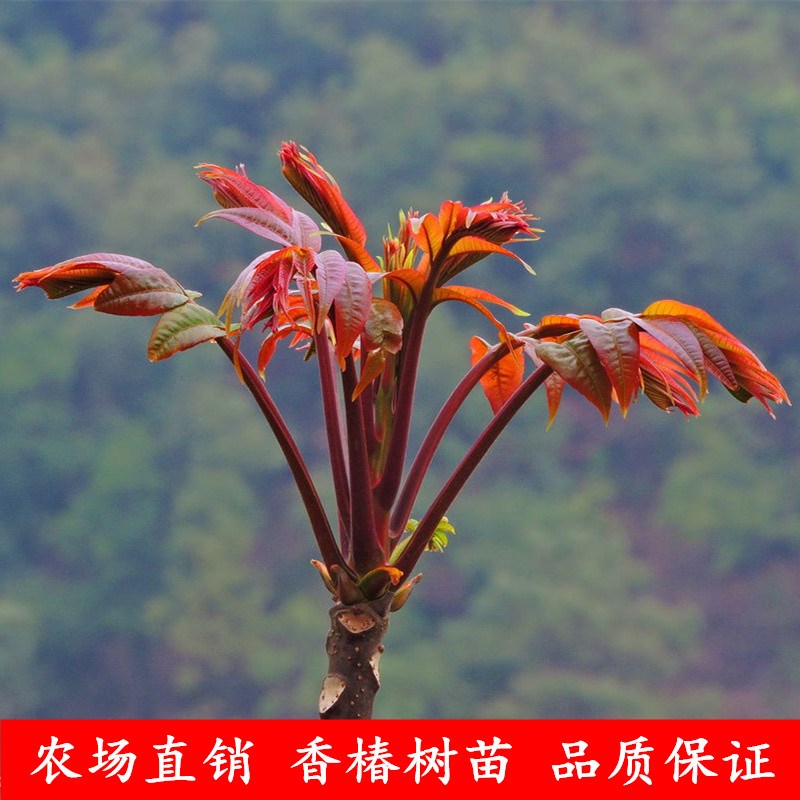 香椿树苗芽菜南方北方四季种植蔬菜当年食用红油香椿苗盆栽果树苗|ruв категории доставка цветов/цветок моделирования/растения садоводства, садовое растение/даосское дерево/фруктовых деревьев, фруктовых деревьев - от Buy2taobao.com для оказания профессиональной услуги покупки агента Taobao