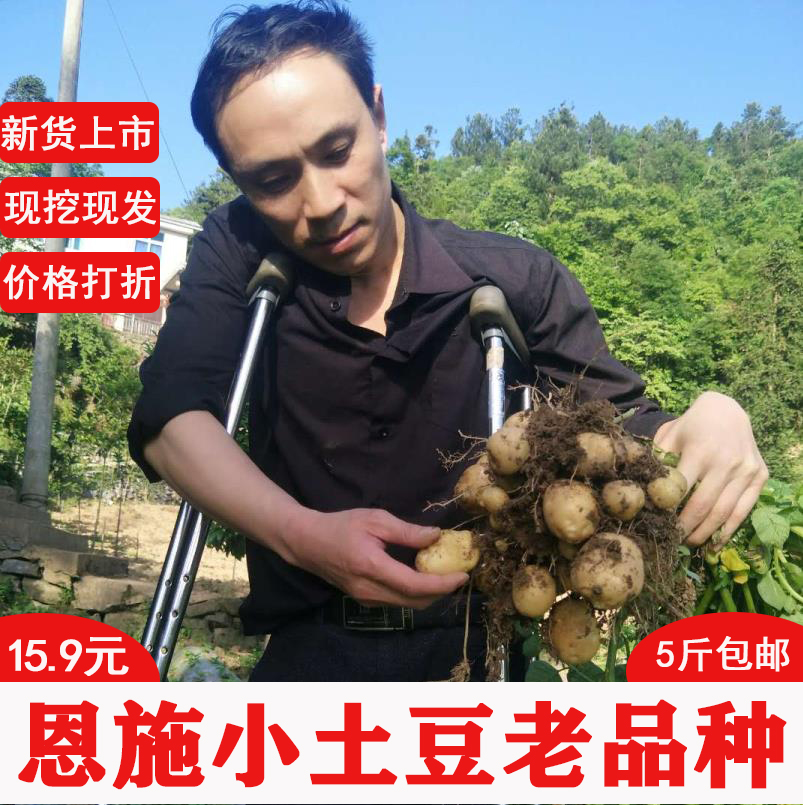 Enshi Small potatoes fresh Potato Se Alpine Potato Marco 5 Vegetables Yellow Heart Potatoin the Aquatic meat/Fresh fruits and vegetables/Cooked , Fresh vegetables/Vegetable products , Fresh vegetables , Potato category - from Buy2taobao.com to provide professional Taobao agent buy service