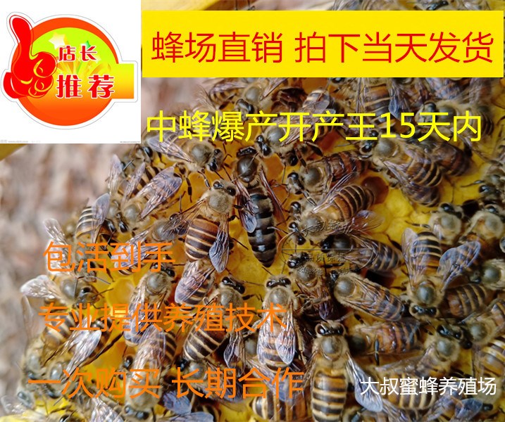中蜂王種蜂王優質種良種高産蜜蜂活體新開産王産卵王雙色蜜蜂王在類目 寵物/寵物食品及用品, 其它寵物, 其它寵物中 - 來自Buy2taobao.com提供專業的淘寶代購服務