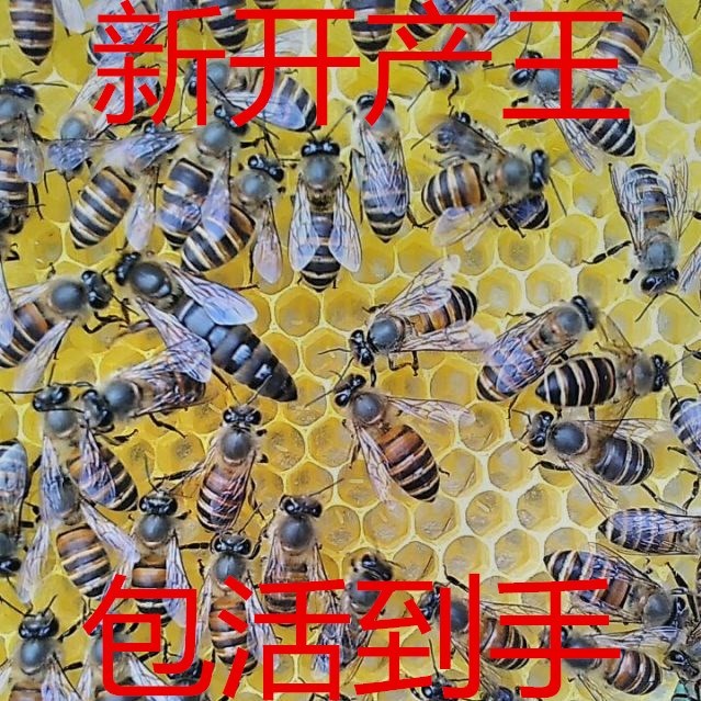high quality Bee queen bee Bee Aba living thing Bee Ring King Local Hybridization Double color Spawning queen beein the Pet/Pet food and supplies , Other pets , Other pets category - from Buy2taobao.com to provide professional Taobao agent buy service