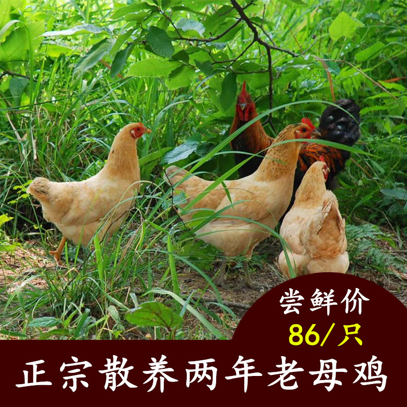 散养土鸡新鲜现杀土母鸡柴鸡孕妇月子鸡走地鸡老母鸡在类目 水产肉类/新鲜蔬果/熟食, 生肉/肉制品, 鸡肉类, 整鸡中 - 来自Buy2taobao.com提供专业的淘宝代购服务