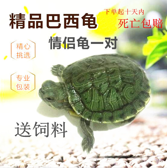 Turtles live Red-eared Color turtle Color turtle A couple of Brazil turtle Lucky Tortoise a pairin the Pet/Pet food and supplies , Aqua World , Turtle/Turtle category - from Buy2taobao.com to provide professional Taobao agent buy service
