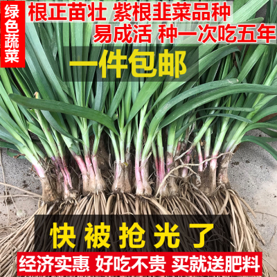 新韭菜根现挖紫根宽叶红根韭菜苗四季盆栽小叶韭菜根苗本地蔬菜苗