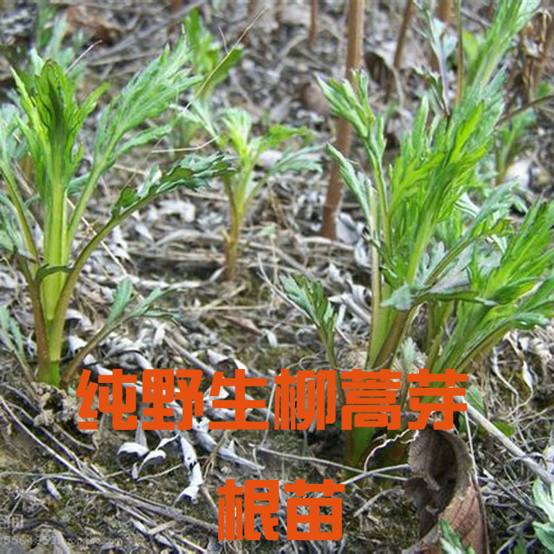 Liu Hao Rooted artemisia selengensis plant Rooted balcony Wild Seedlings Northeast mountain Wild Potted plant Vegetable shoots Pure natural wildin the Flower delivery/Flowers simulation/Plants gardening , Flowers/Fruits and vegetables/Lawn seed (New) , Bulbs category - from Buy2taobao.com to provide professional Taobao agent buy service