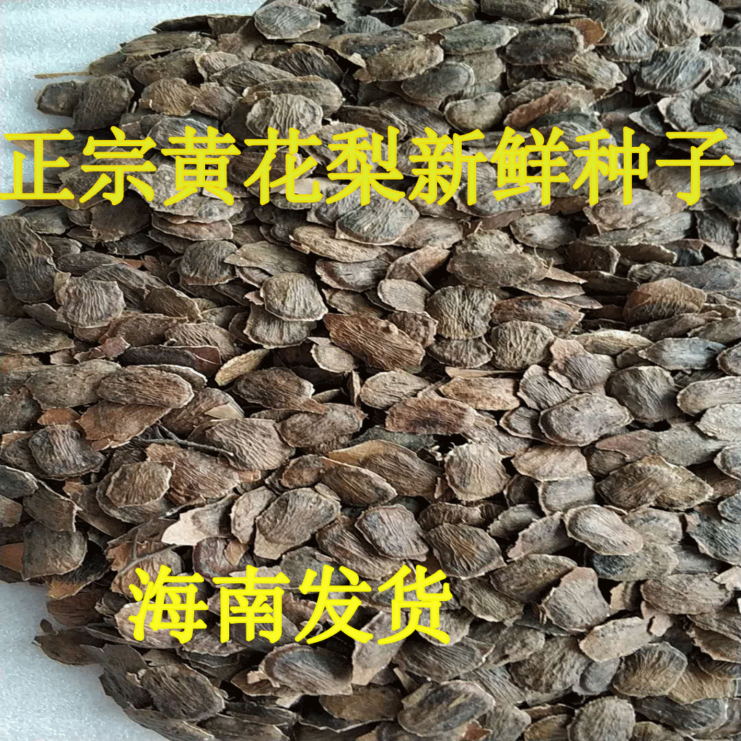 Orthodox school Hainan Pear Seedling species Dalbergia)Rare species Pear seed Hainan Deliver goodsin the Flower delivery/Flowers simulation/Plants gardening , Flowers/Fruits and vegetables/Lawn seed (New) , Home & Garden Seeds category - from Buy2taobao.com to provide professional Taobao agent buy service