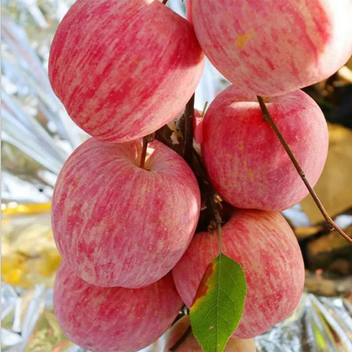 fresh Apple Shandong Yantai Red Fuji pregnant woman Fruit 5in the Aquatic meat/Fresh fruits and vegetables/Cooked , Fresh fruit , Apple category - from Buy2taobao.com to provide professional Taobao agent buy service