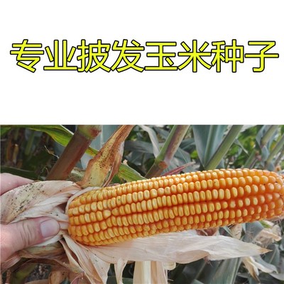 杂交大田玉米种子 登海605 先玉335 裕丰303 大丰30饲料玉米种子