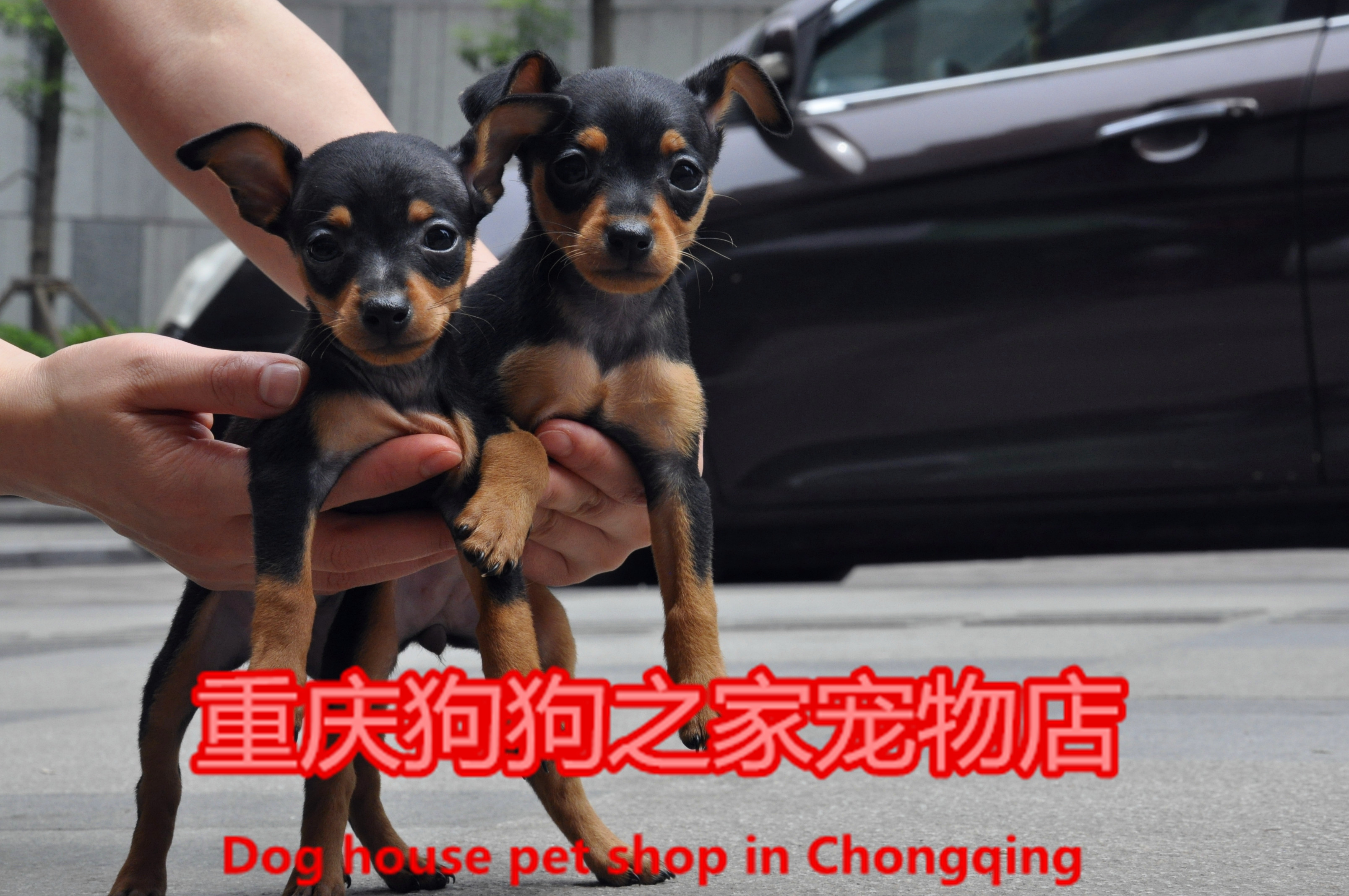 重庆狗狗之家宠物店名犬之家纯种铁包金小鹿犬实体店出售质量保证|msdalam kategori haiwan peliharaan/makanan haiwan dan bekalan, anjing - dari Buy2taobao.com untuk memberikan perkhidmatan ejen Taobao profesional membeli