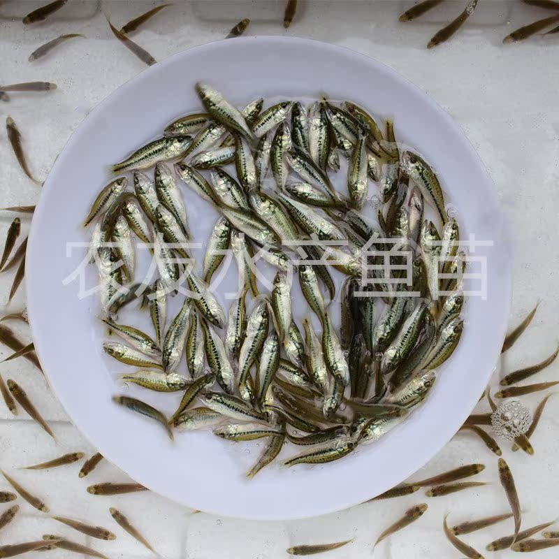 加州鲈魚苗路亞活體 鲈魚苗大口黑鲈魚大嘴鲈魚七星鲈魚 淡水魚苗在類目 寵物/寵物食品及用品, 水族世界, 魚中 - 來自Buy2taobao.com提供專業的淘寶代購服務