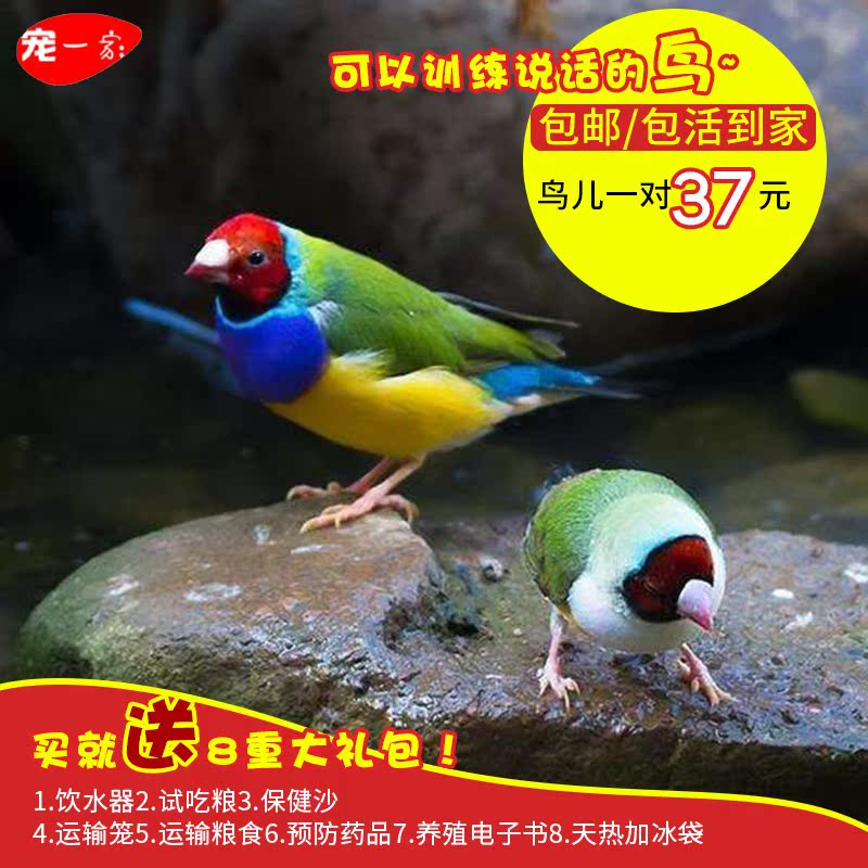 包郵成年活體寵物鳥珍珠鳥文鳥觀賞寵物鳥小鳥皮皮壹對包下蛋包活在類目 寵物/寵物食品及用品, 鳥類及用品, 鳥中 - 來自Buy2taobao.com提供專業的淘寶代購服務