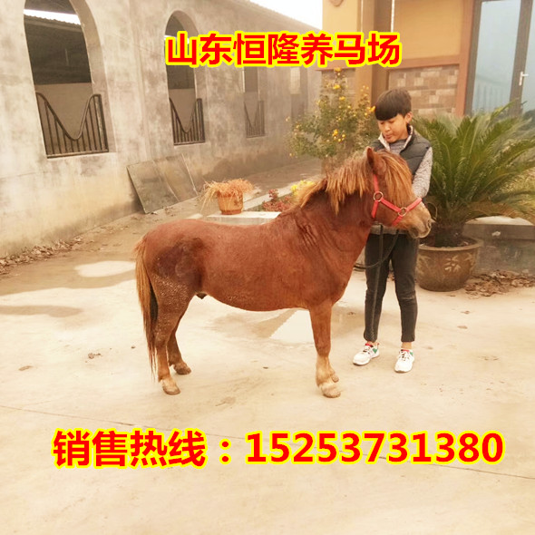 马活体 活马真马出售 矮脚马 小矮马 蒙古马 景区骑乘马大马在类目 宠物/宠物食品及用品, 马类及其用品, 马中 - 来自Buy2taobao.com提供专业的淘宝代购服务
