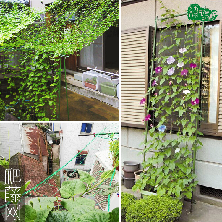 花架阳台绿帘攀爬爬藤网黄瓜丝瓜豆角绿萝月季葡萄支架植物爬藤网在类目 鲜花速递/花卉仿真/绿植园艺, 园艺用品, 其它园艺用品中 - 来自Buy2taobao.com提供专业的淘宝代购服务