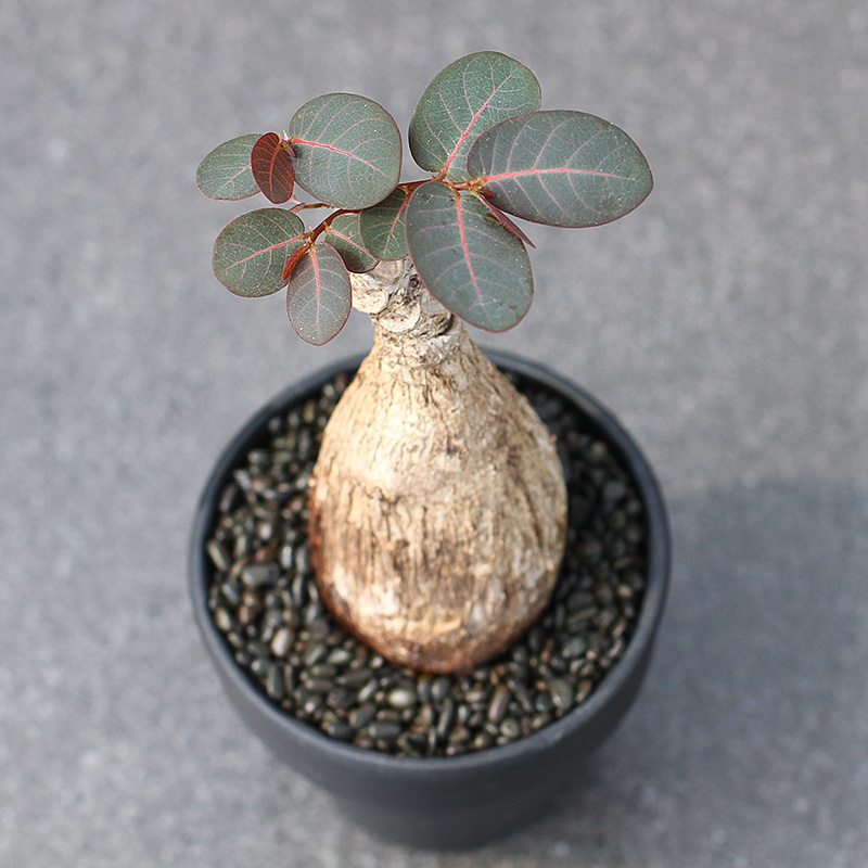 植物员外 奇异油柑一物一拍 奇趣块根多肉植物 观赏性绿植盆栽|ruв категории доставка цветов/цветок моделирования/растения садоводства, цветок/растения в горшках (новый), Суккуленты - от Buy2taobao.com для оказания профессиональной услуги покупки агента Taobao