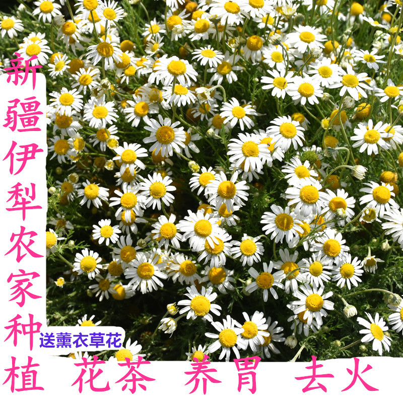 新疆伊犁69团罗马洋甘菊好梦花茶葛森护胃四季常备新花美精选200g|msdalam kategori teh, alternatif/bunga/buah-buahan/pemprosesan semula teh, alternatif/Teh herba - dari Buy2taobao.com untuk memberikan perkhidmatan ejen Taobao profesional membeli