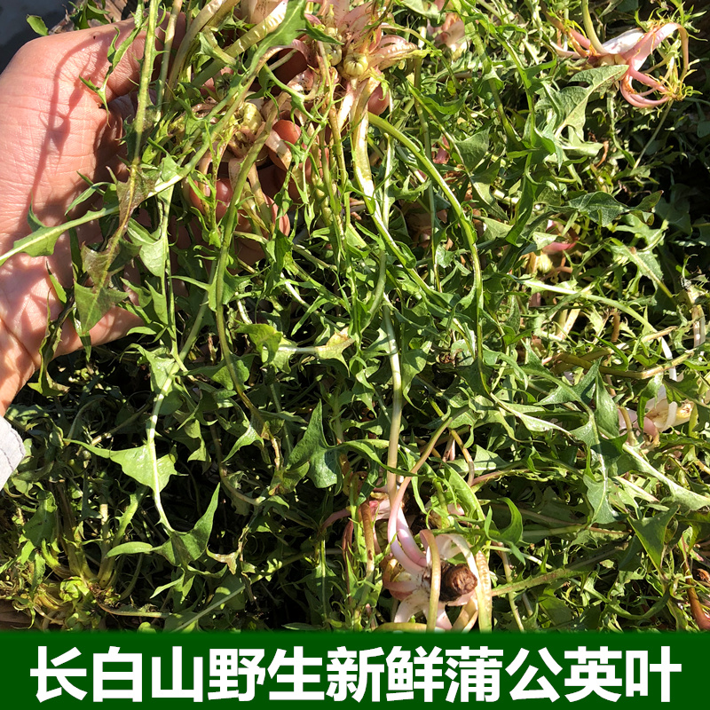 新鲜蒲公英叶天然现挖婆婆丁带根蘸酱菜苦菜500克2份部分地区包邮在类目 水产肉类/新鲜蔬果/熟食, 新鲜蔬菜/蔬菜制品, 新鲜蔬菜, 其它中 - 来自Buy2taobao.com提供专业的淘宝代购服务