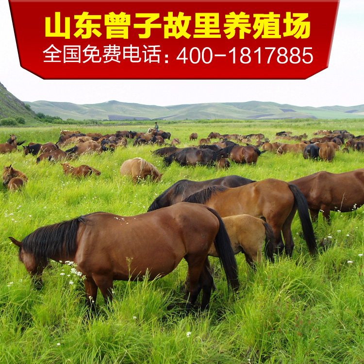 纯原种内蒙古三河马种马仔马驹骑乘马骏马跑马赛马改良马挽乘兼用在类目 宠物/宠物食品及用品, 马类及其用品, 马中 - 来自Buy2taobao.com提供专业的淘宝代购服务