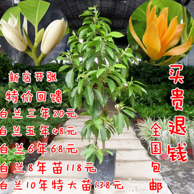 白兰花盆栽 嫁接黄角兰黄桷兰白玉兰黄玉兰花苗树苗庭院苗 包邮