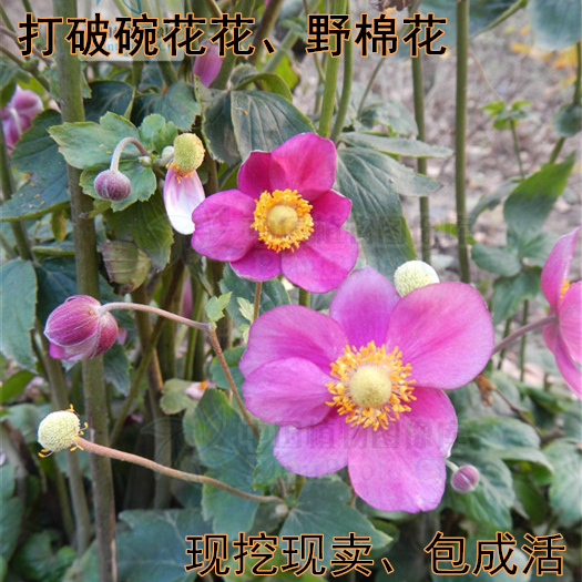 野生宿根银莲野棉花根种苗打破碗碗花观赏花苗多年生植物药用盆栽在类目 鲜花速递/花卉仿真/绿植园艺, 花卉/绿植盆栽(新), 花卉中 - 来自Buy2taobao.com提供专业的淘宝代购服务