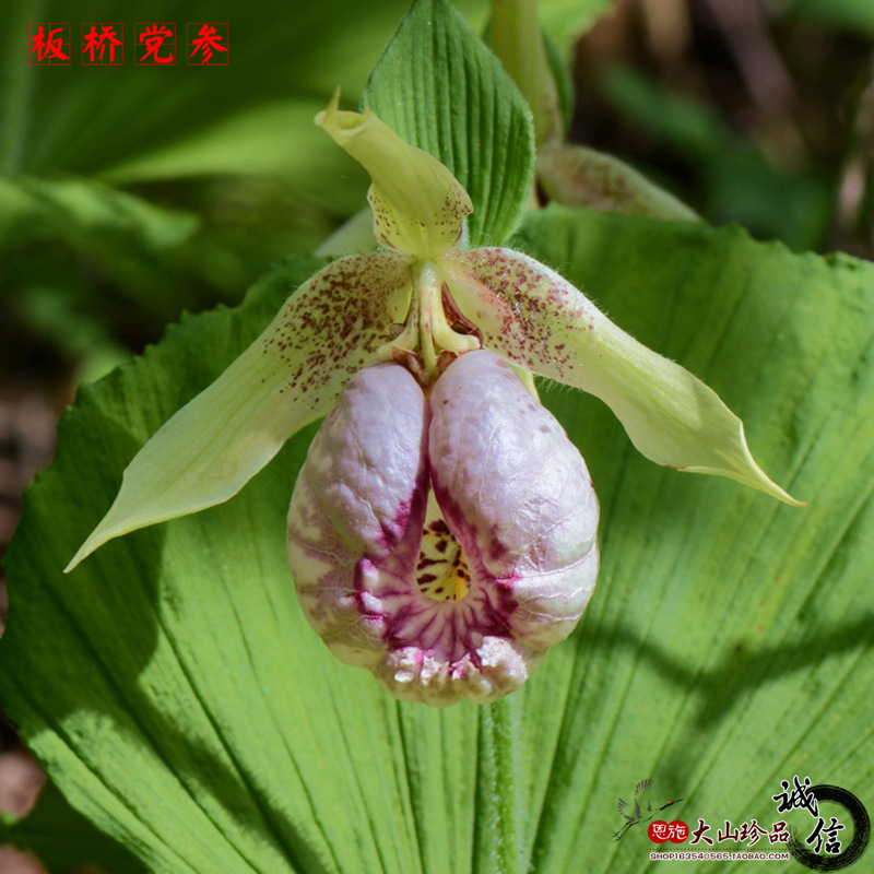 花卉綠植珍稀植物大花杓蘭中草藥根苗扇脈杓蘭盆栽扇子七花苗包郵在類目 鮮花速遞/花卉仿真/綠植園藝, 花卉/綠植盆栽(新), 綠植中 - 來自Buy2taobao.com提供專業的淘寶代購服務