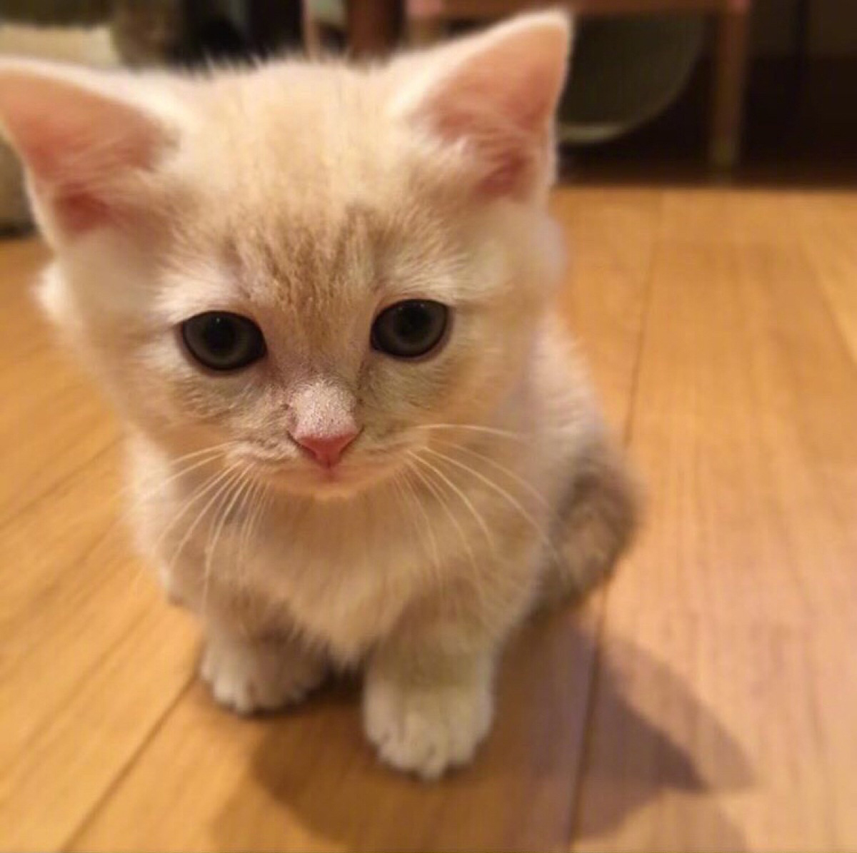 小猫宠物猫幼崽可爱小型橘猫田园猫幼崽中华猫咪活幼体活物便宜在类目 宠物/宠物食品及用品, 宠物生活服务, 宠物训练中 - 来自Buy2taobao.com提供专业的淘宝代购服务