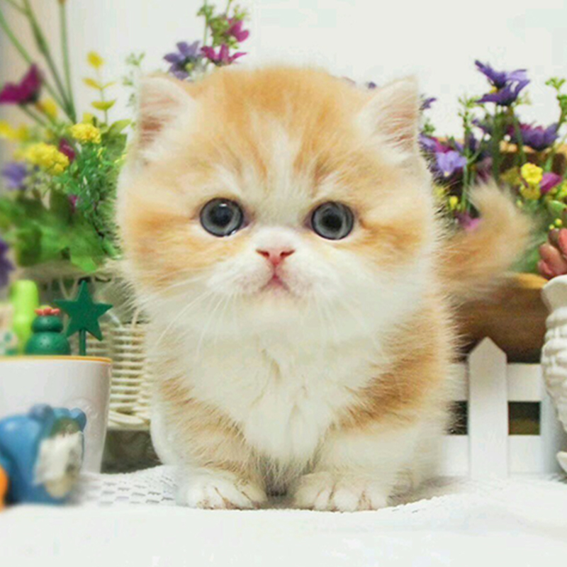 宠物猫幼崽可爱橘猫小型猫咪活幼体活物小猫幼崽活的可爱加菲猫在类目 宠物/宠物食品及用品, 宠物生活服务, 宠物训练中 - 来自Buy2taobao.com提供专业的淘宝代购服务