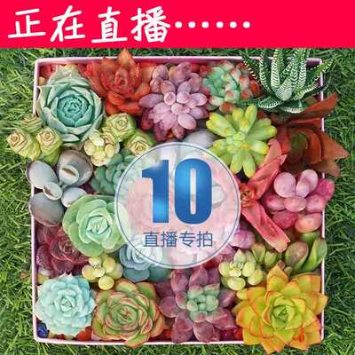 正在直播10号链接 【直播专拍】AK多肉 多肉植物 组合盆栽