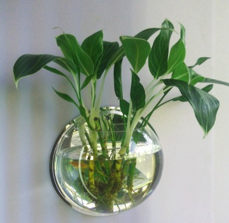 家裏牆挂亞克力花瓶壁挂牆上木板花架綠植水培鮮花綠羅植物裝飾在類目 家居飾品, 壁飾中 - 來自Buy2taobao.com提供專業的淘寶代購服務