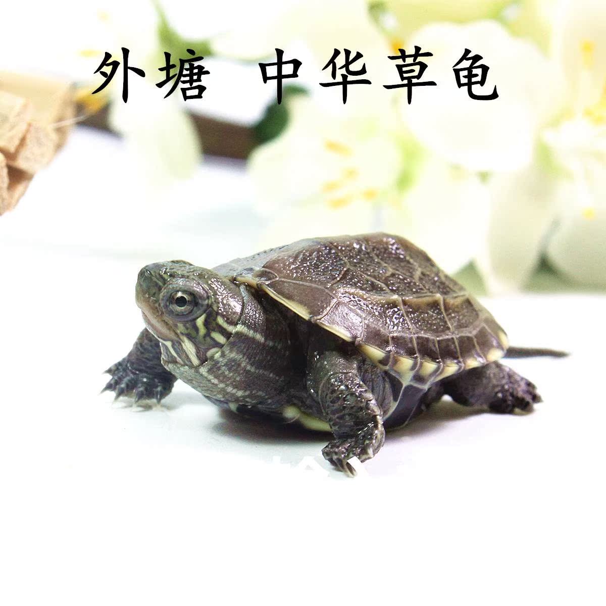Little Turtle living thing Pet turtle Brazil Hatchlings China Tortoise Lucky Turtle Color turtle Small snapper Map Gold turtlein the Pet/Pet food and supplies , Aqua World , Turtle/Turtle category - from Buy2taobao.com to provide professional Taobao agent buy service