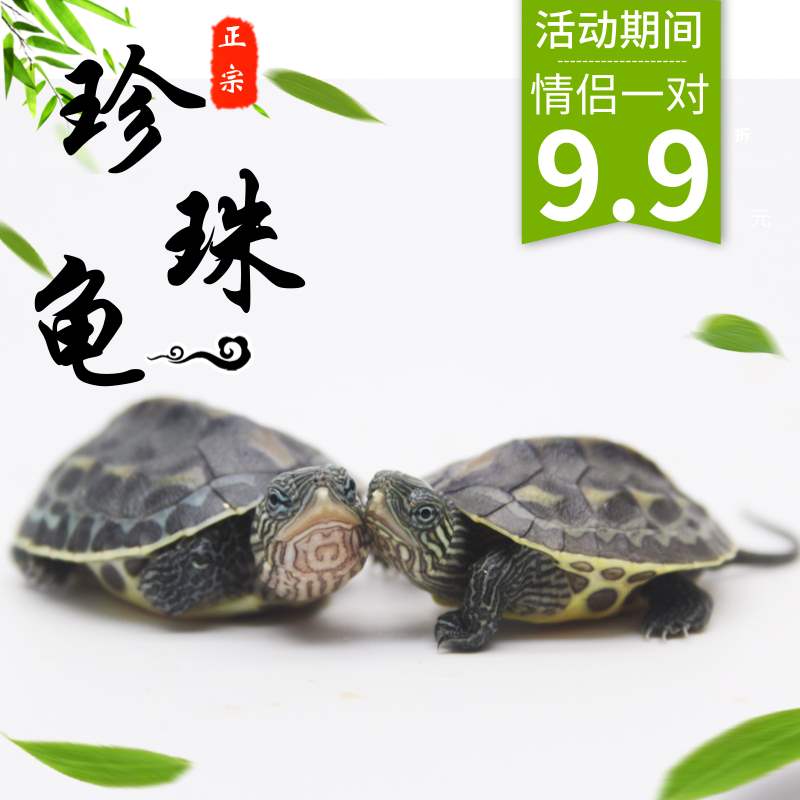Thoroughbred Outside the pond Chinese stripe-necked turtle Pearl turtle Watch Little Turtle Tortoise Gifts Tortoise living thing Luckyin the Pet/Pet food and supplies , Aqua World , Turtle/Turtle category - from Buy2taobao.com to provide professional Taobao agent buy service