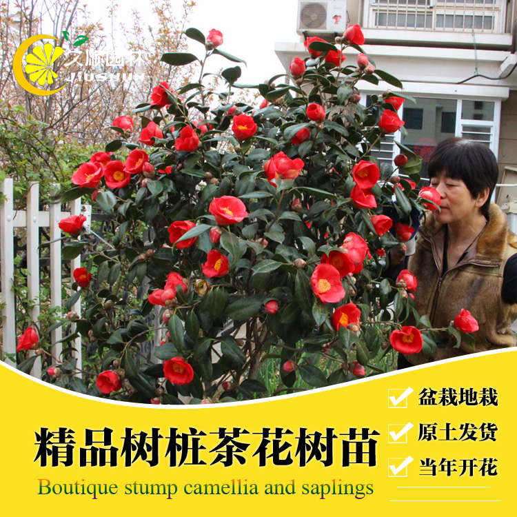 Camellia Sapling Evergreen Ornamentals Potted plant South North courtyard plant Resistant to cold flowers and plants Seedlingsin the Flower delivery/Flowers simulation/Plants gardening , Garden Plants/Trees/Fruit tree, Foliage/Flowering Shrubs category - from Buy2taobao.com to provide professional Taobao agent buy service