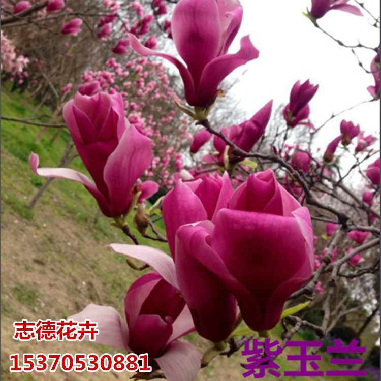 紫玉兰树苗 白玉兰苗 黄玉兰 玉兰花苗 红玉兰小苗 庭院绿化苗木在类目 鲜花速递/花卉仿真/绿植园艺, 花园植物/行道树/果树, 行道树/乔木中 - 来自Buy2taobao.com提供专业的淘宝代购服务