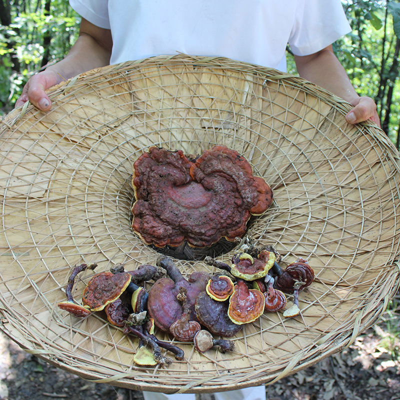 神農架深山自采野生靈芝整枝特級林芝菌野生正品250g天然綠色包郵在類目 傳統滋補營養品, 靈芝, 整枝靈芝中 - 來自Buy2taobao.com提供專業的淘寶代購服務