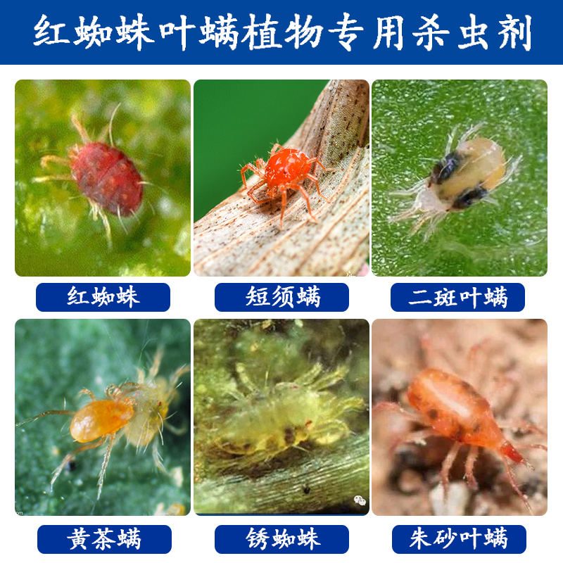 红蜘蛛叶螨专用杀虫剂月季玫瑰绿植喷雾植物室内双重组合杀虫杀卵在类目 鲜花速递/花卉仿真/绿植园艺, 园艺用品, 花卉药剂中 - 来自Buy2taobao.com提供专业的淘宝代购服务