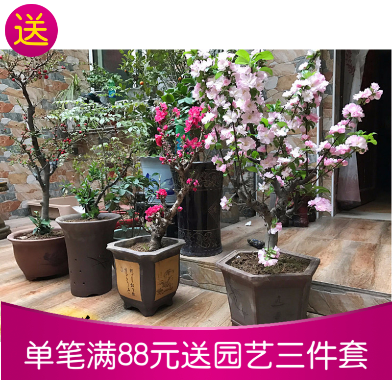 日本海棠苗 垂丝海棠花苗 室内海棠盆景苗 贴梗西府海棠花树苗在类目 鲜花速递/花卉仿真/绿植园艺, 花卉/绿植盆栽(新), 花卉中 - 来自Buy2taobao.com提供专业的淘宝代购服务