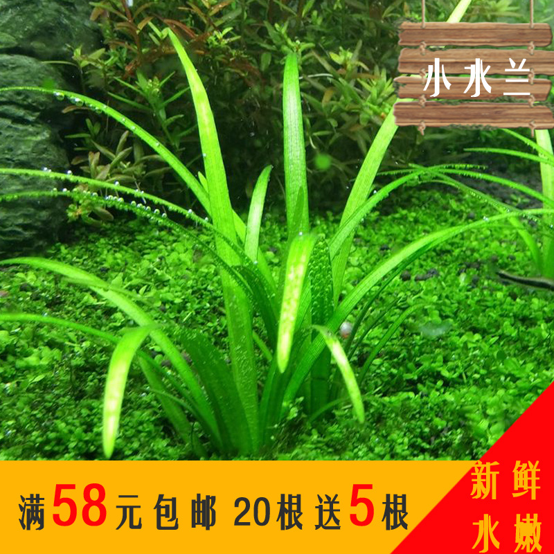 小水兰水草迷你水兰经典前景草造景好养易活繁殖快包邮|ruв категории животное/Животное питание и принадлежностей, аквариум мира, аквариум аквариум оборудования и т.д., тростник - от Buy2taobao.com для оказания профессиональной услуги покупки агента Taobao
