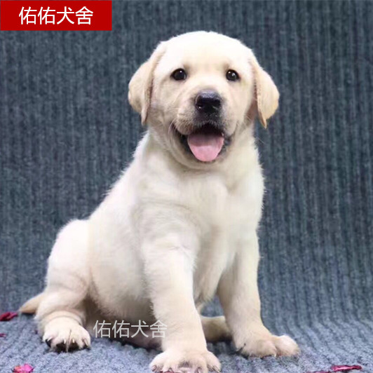 拉布拉多活体幼犬纯种宠物小狗奶白色拉布拉多犬家养伴侣犬骨量大|msdalam kategori haiwan peliharaan/makanan haiwan dan bekalan, anjing - dari Buy2taobao.com untuk memberikan perkhidmatan ejen Taobao profesional membeli
