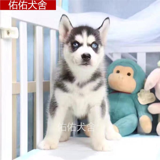 Sell Thoroughbred Dual Blue Orthodox school Red Grey Siberia Husky Puppies Pets family Dogsin the Pet/Pet food and supplies , Dogs category - from Buy2taobao.com to provide professional Taobao agent buy service